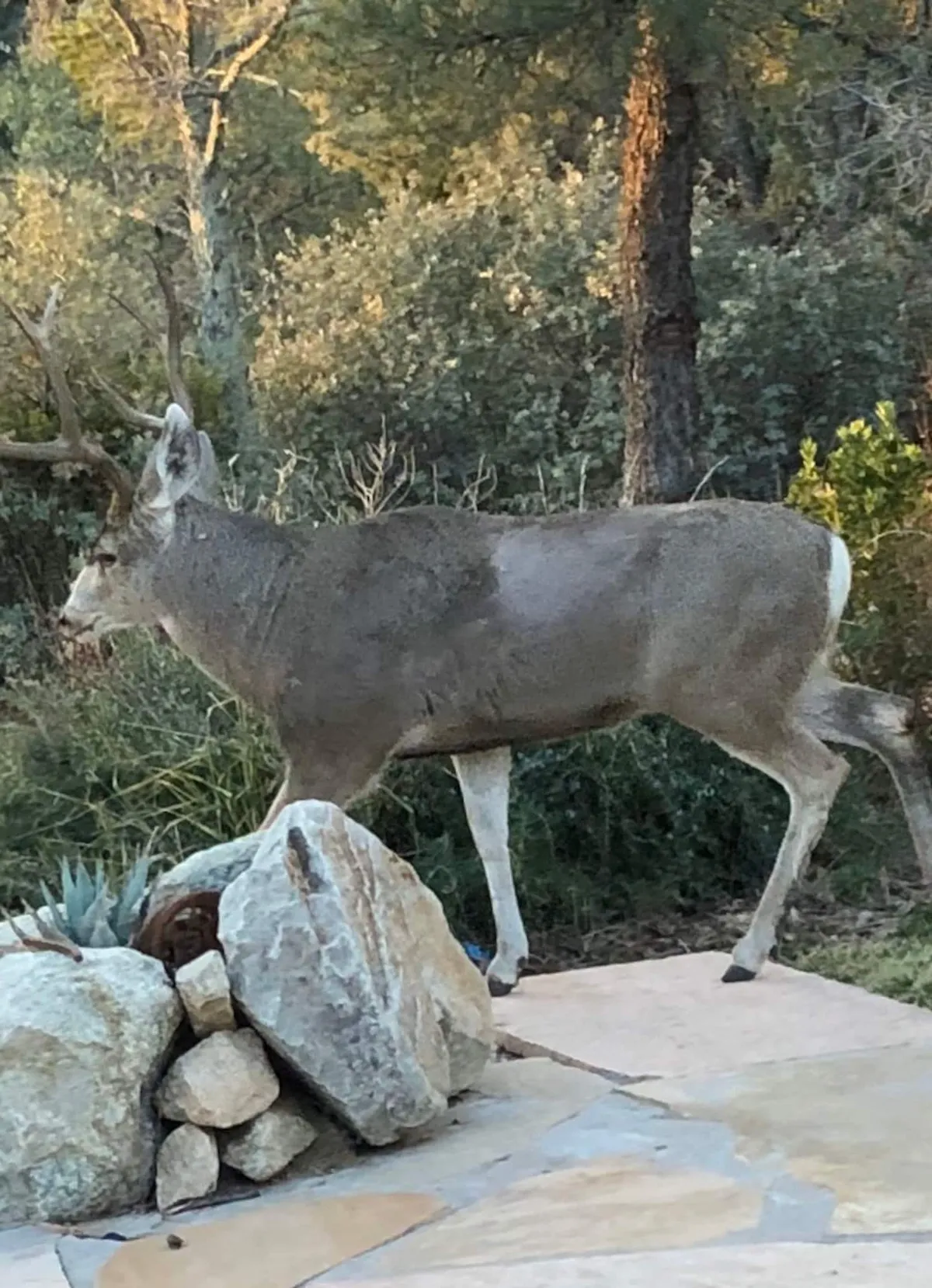 A serene outdoor scene featuring a deer standing quietly among rocks and vegetation. The image highlights the abundant wildlife and peaceful setting surrounding the property, with lush greenery and natural rock formations.