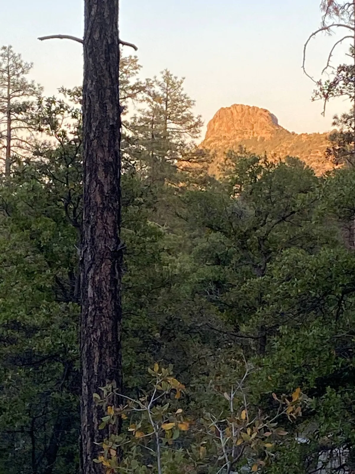 A sweeping view of distant mountain peaks framed by towering pine trees and lush greenery. The scene evokes a sense of peaceful seclusion and natural beauty, setting the backdrop for outdoor adventure or quiet reflection.